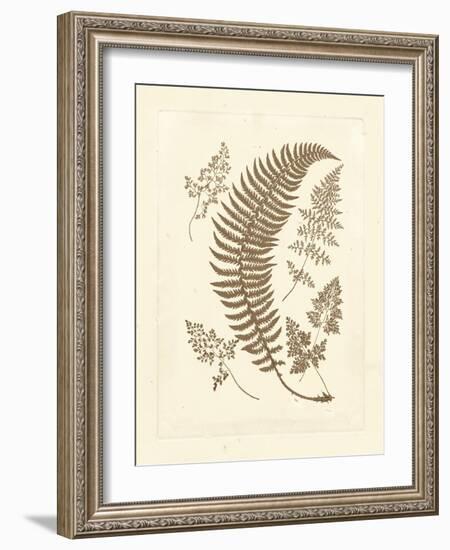 Sepia Ferns IV-Vision Studio-Framed Art Print