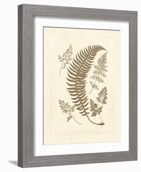 Sepia Ferns IV-Vision Studio-Framed Art Print