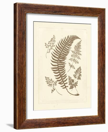 Sepia Ferns IV-Vision Studio-Framed Art Print