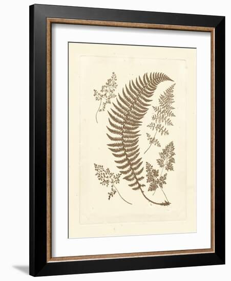 Sepia Ferns IV-Vision Studio-Framed Art Print