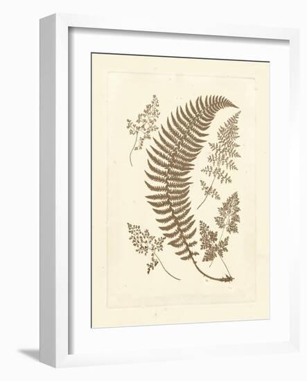 Sepia Ferns IV-Vision Studio-Framed Art Print