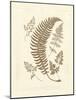 Sepia Ferns IV-Vision Studio-Mounted Art Print