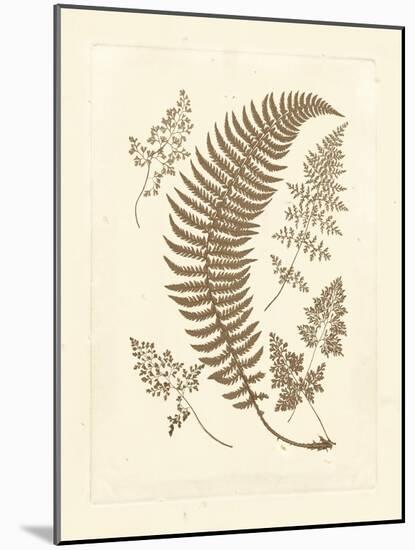 Sepia Ferns IV-Vision Studio-Mounted Art Print