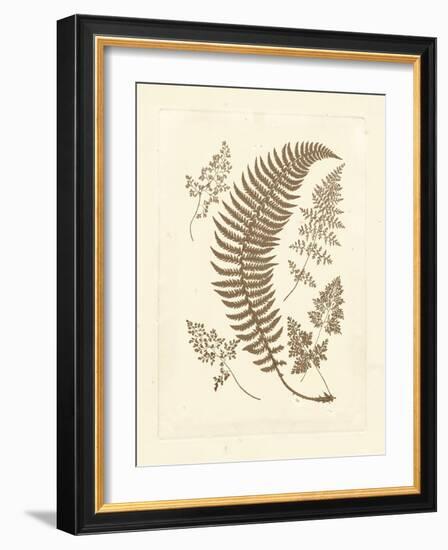 Sepia Ferns IV-Vision Studio-Framed Art Print