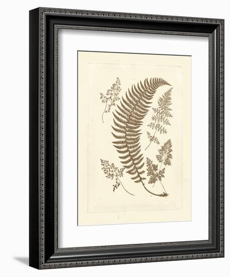 Sepia Ferns IV-Vision Studio-Framed Art Print