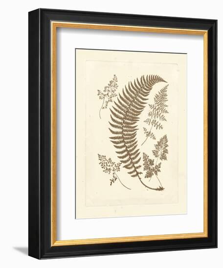 Sepia Ferns IV-Vision Studio-Framed Art Print