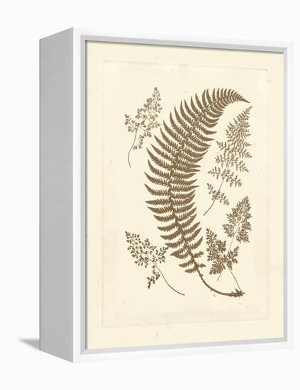 Sepia Ferns IV-Vision Studio-Framed Stretched Canvas