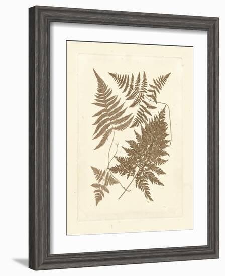 Sepia Ferns VI-Vision Studio-Framed Art Print