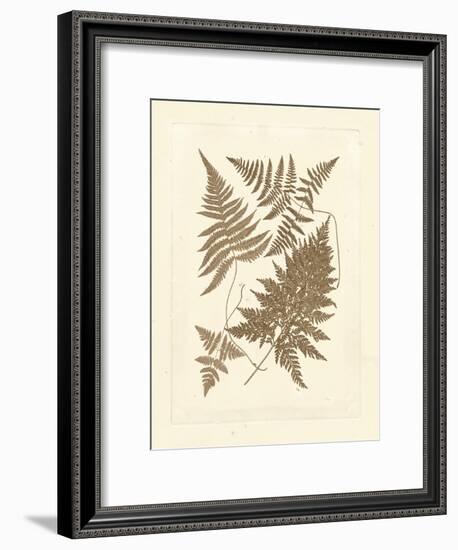 Sepia Ferns VI-Vision Studio-Framed Art Print