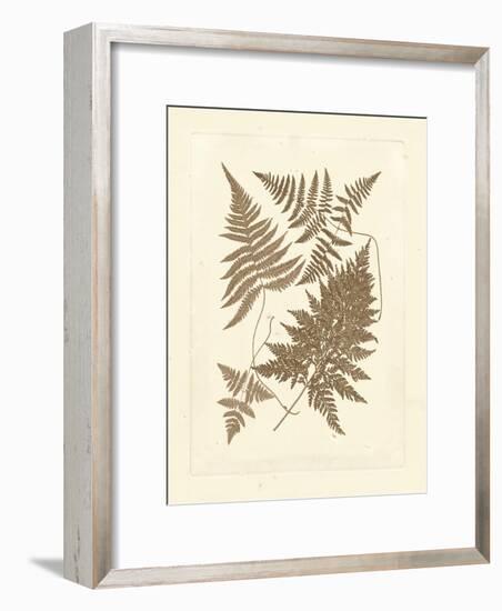 Sepia Ferns VI-Vision Studio-Framed Art Print