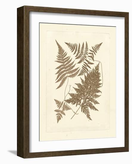 Sepia Ferns VI-Vision Studio-Framed Art Print