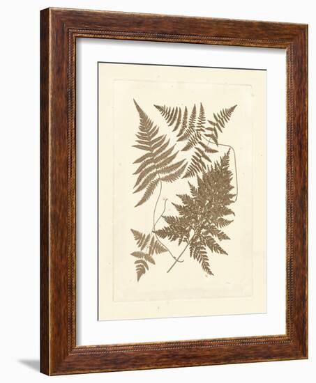 Sepia Ferns VI-Vision Studio-Framed Art Print