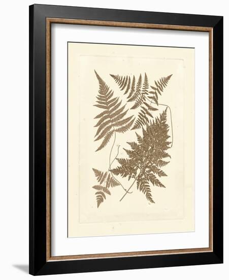 Sepia Ferns VI-Vision Studio-Framed Art Print