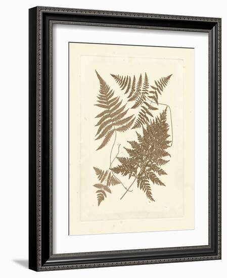 Sepia Ferns VI-Vision Studio-Framed Art Print