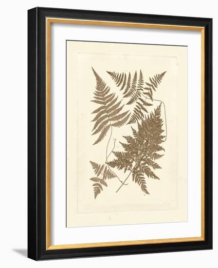 Sepia Ferns VI-Vision Studio-Framed Art Print