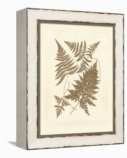 Sepia Ferns VI-Vision Studio-Framed Stretched Canvas