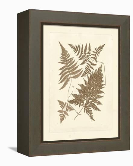 Sepia Ferns VI-Vision Studio-Framed Stretched Canvas