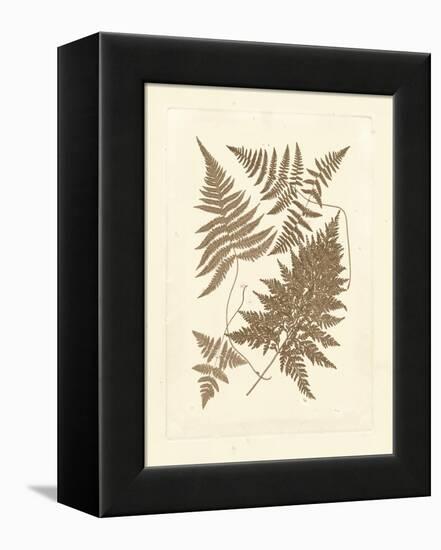 Sepia Ferns VI-Vision Studio-Framed Stretched Canvas