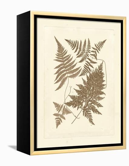 Sepia Ferns VI-Vision Studio-Framed Stretched Canvas