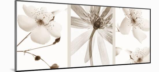 Sepia Floral-null-Mounted Art Print