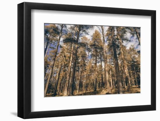 Sepia forest-Heidi Westum-Framed Photographic Print