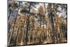 Sepia forest-Heidi Westum-Mounted Photographic Print