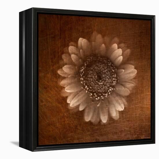 Sepia Gerbera Daisy-Robert Cattan-Framed Premier Image Canvas