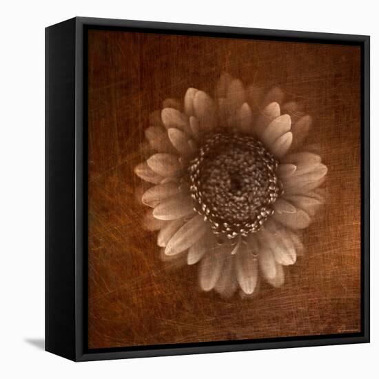 Sepia Gerbera Daisy-Robert Cattan-Framed Premier Image Canvas