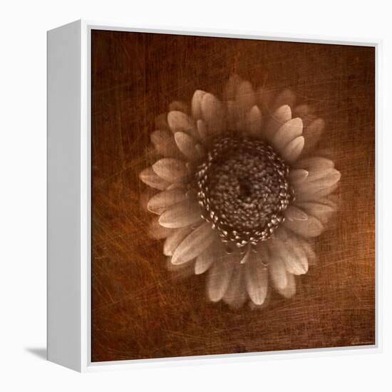 Sepia Gerbera Daisy-Robert Cattan-Framed Premier Image Canvas