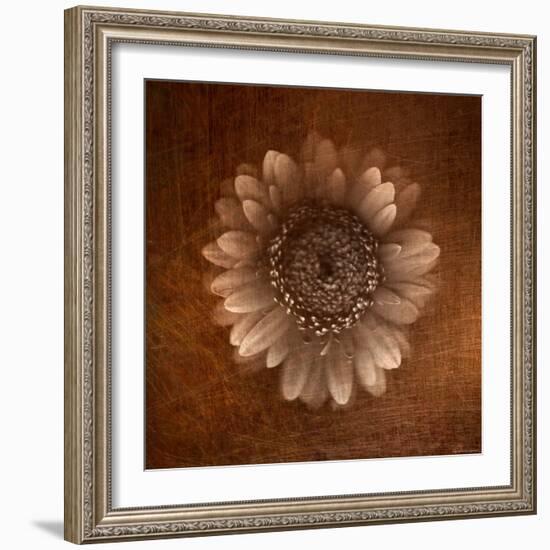 Sepia Gerbera Daisy-Robert Cattan-Framed Photographic Print