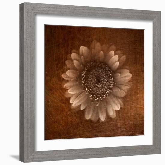 Sepia Gerbera Daisy-Robert Cattan-Framed Photographic Print