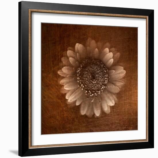 Sepia Gerbera Daisy-Robert Cattan-Framed Photographic Print