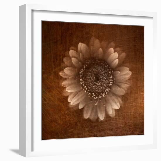 Sepia Gerbera Daisy-Robert Cattan-Framed Photographic Print