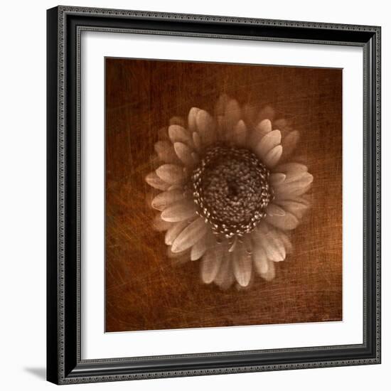 Sepia Gerbera Daisy-Robert Cattan-Framed Photographic Print