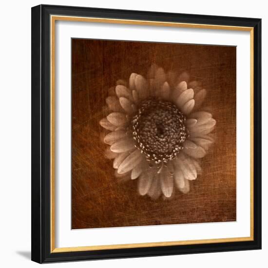 Sepia Gerbera Daisy-Robert Cattan-Framed Photographic Print