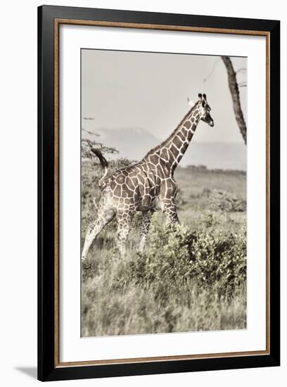 Sepia Giraffe-Susan Bryant-Framed Photo