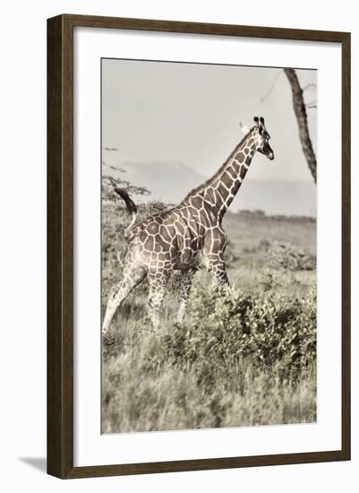 Sepia Giraffe-Susan Bryant-Framed Photo