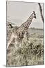 Sepia Giraffe-Susan Bryant-Mounted Photo