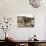 Sepia Highland-Michael Hudson-Art Print displayed on a wall
