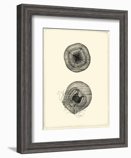 Sepia Jellyfish-Vision Studio-Framed Art Print