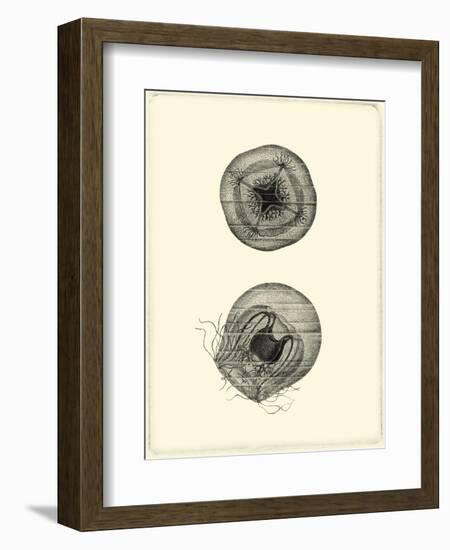 Sepia Jellyfish-Vision Studio-Framed Art Print