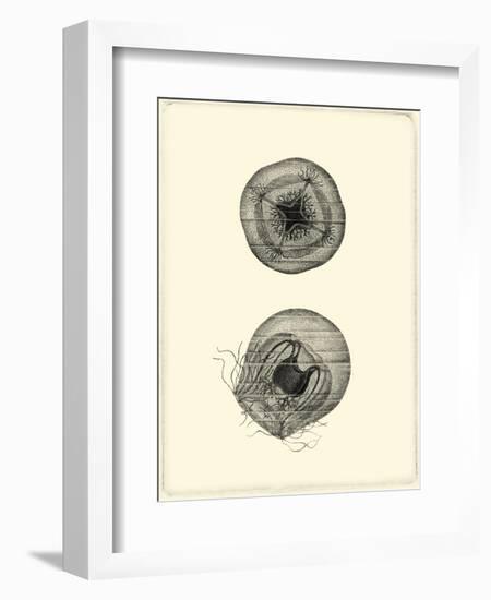 Sepia Jellyfish-Vision Studio-Framed Art Print