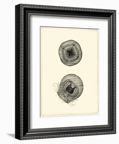 Sepia Jellyfish-Vision Studio-Framed Art Print