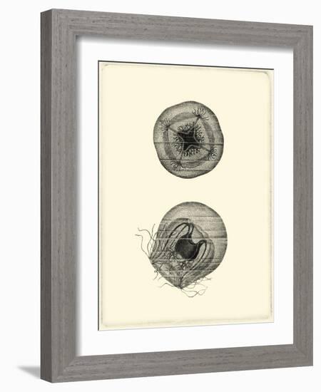 Sepia Jellyfish-Vision Studio-Framed Art Print