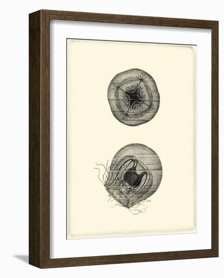 Sepia Jellyfish-Vision Studio-Framed Art Print