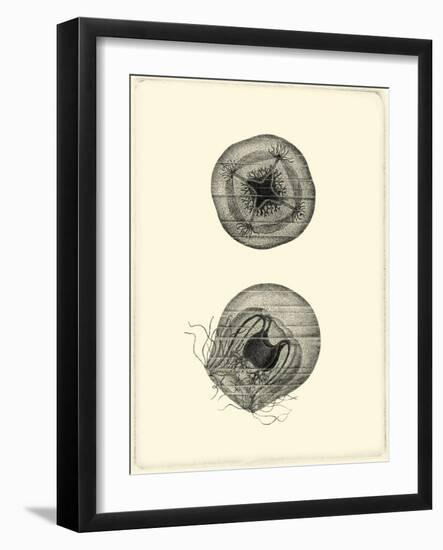 Sepia Jellyfish-Vision Studio-Framed Art Print