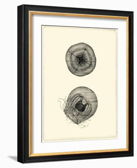 Sepia Jellyfish-Vision Studio-Framed Art Print