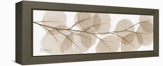 Sepia Kaluptos eucalyptus-Albert Koetsier-Framed Stretched Canvas