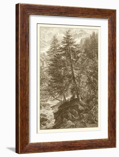 Sepia Larch Tree-Ernst Heyn-Framed Art Print