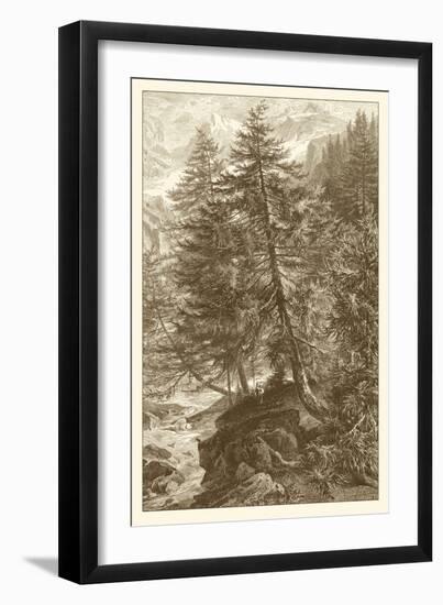 Sepia Larch Tree-Ernst Heyn-Framed Art Print